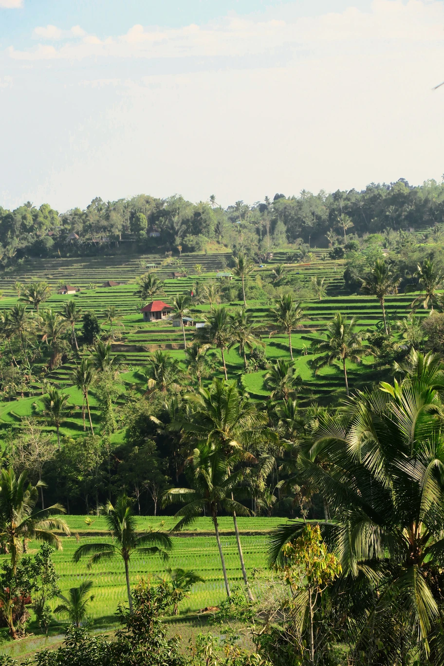 Vista elevada de las terrazas de arroz de Jatiluwih con palmeras tropicales y una casa tradicional al atardecer.
High angle view of Jatiluwih rice terraces with tropical palm trees and a traditional house at sunset.