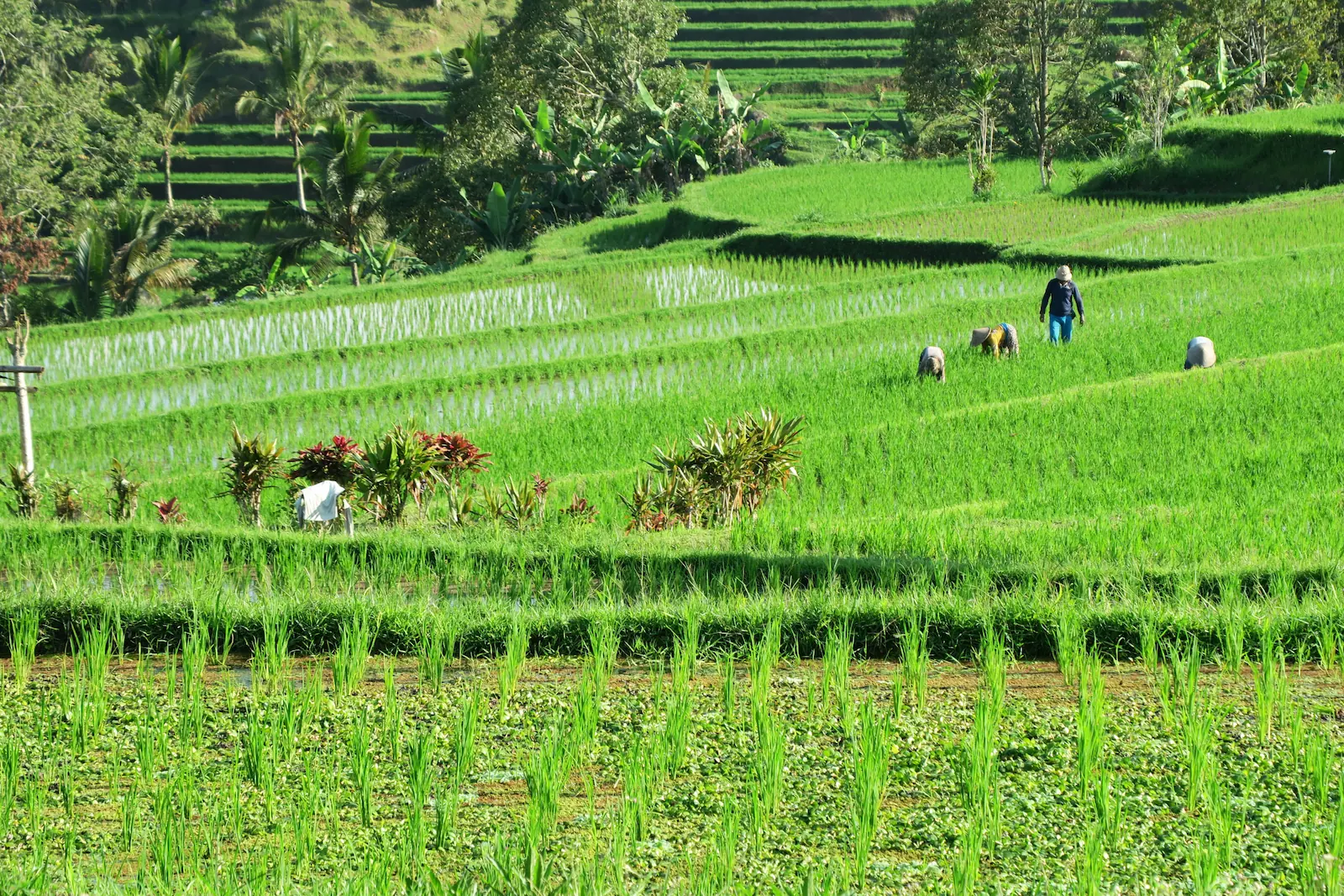 Agricultores balineses trabajando en las terrazas de arroz de Jatiluwih durante el atardecer.
Balinese farmers working in the Jatiluwih rice terraces at sunset.