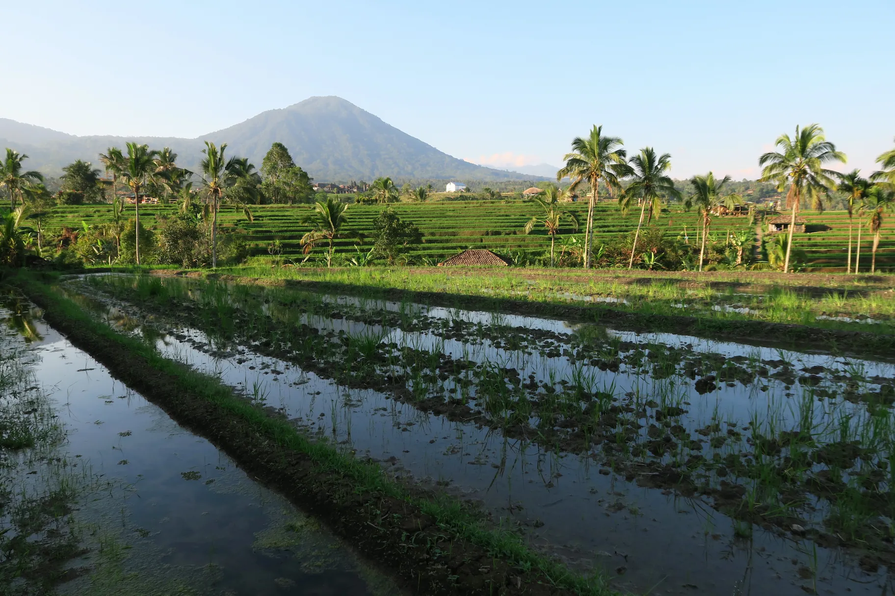Terrazas de arroz de Jatiluwih, Bali, Indonesia.
Jatiluwih rice terraces