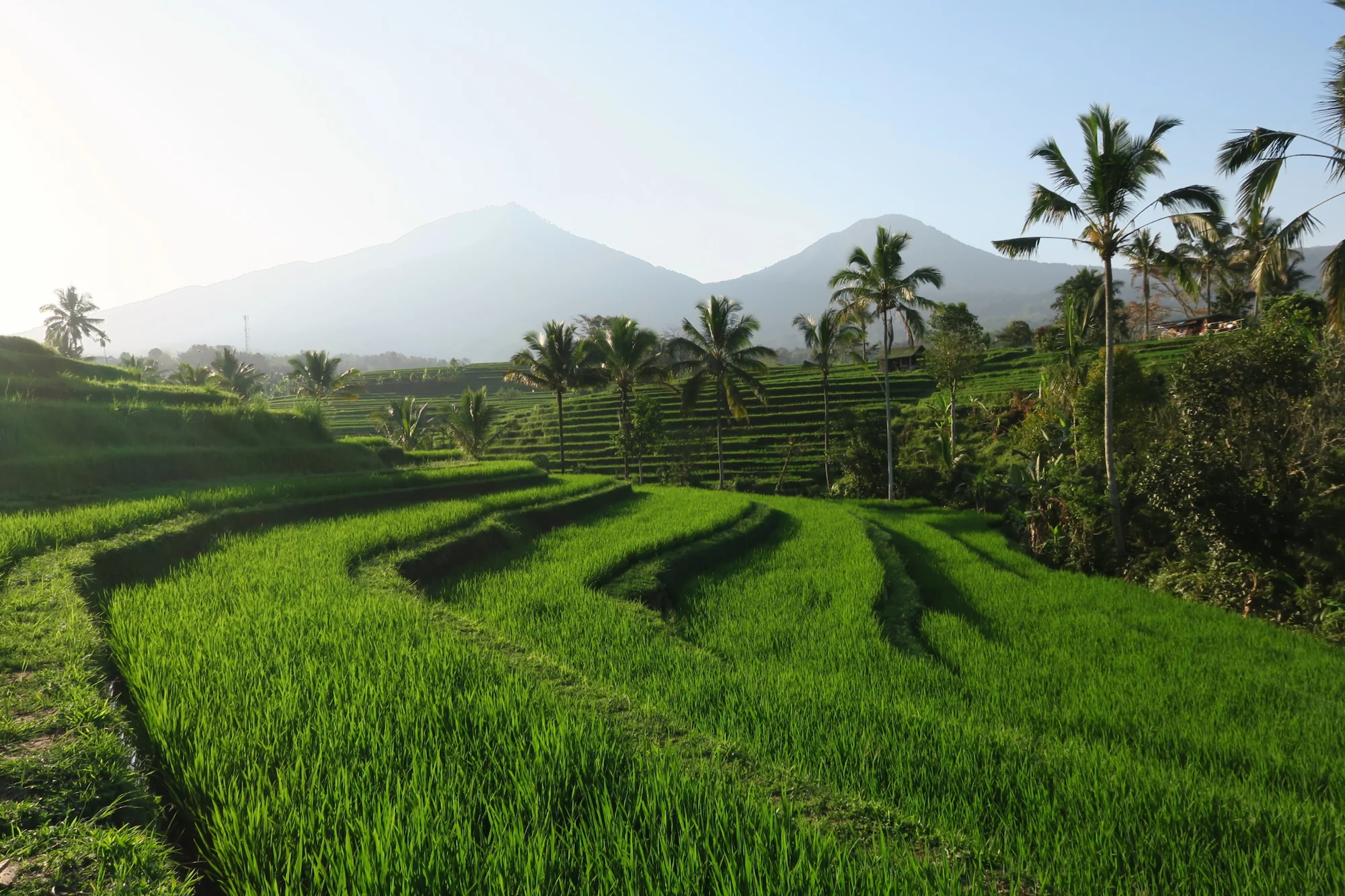 Vista panorámica de las terrazas de arroz de Jatiluwih en Bali, Patrimonio de la Humanidad, con montañas y palmeras al atardecer. Panoramic view of Jatiluwih rice terraces in Bali, a UNESCO World Heritage site, with mountains and palm trees at sunset.