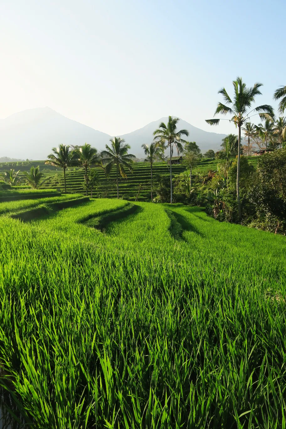 Vista panorámica de las terrazas de arroz de Jatiluwih en Bali, Patrimonio de la Humanidad, con montañas y palmeras al atardecer.
Panoramic view of Jatiluwih rice terraces in Bali, a UNESCO World Heritage site, with mountains and palm trees at sunset.