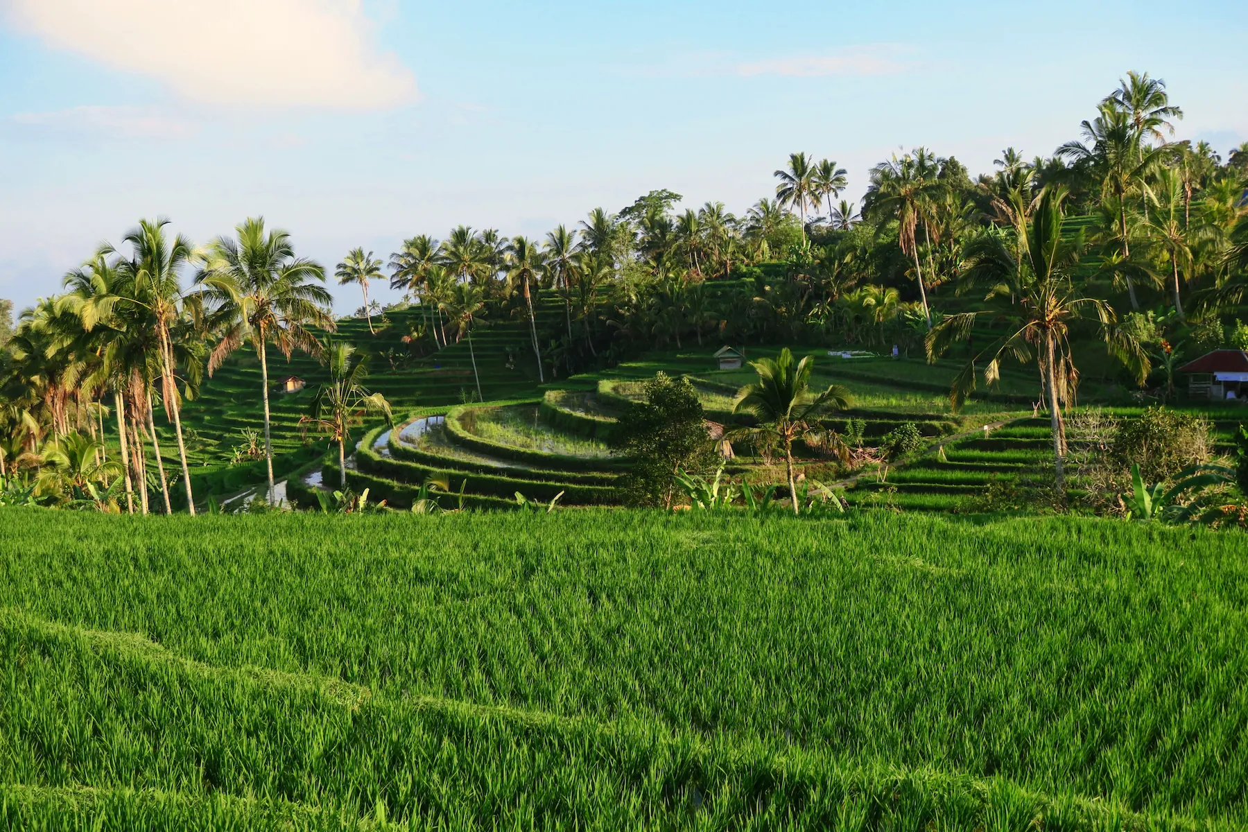 Terrazas de arroz de Jatiluwih, Bali, Indonesia.
Jatiluwih rice terraces