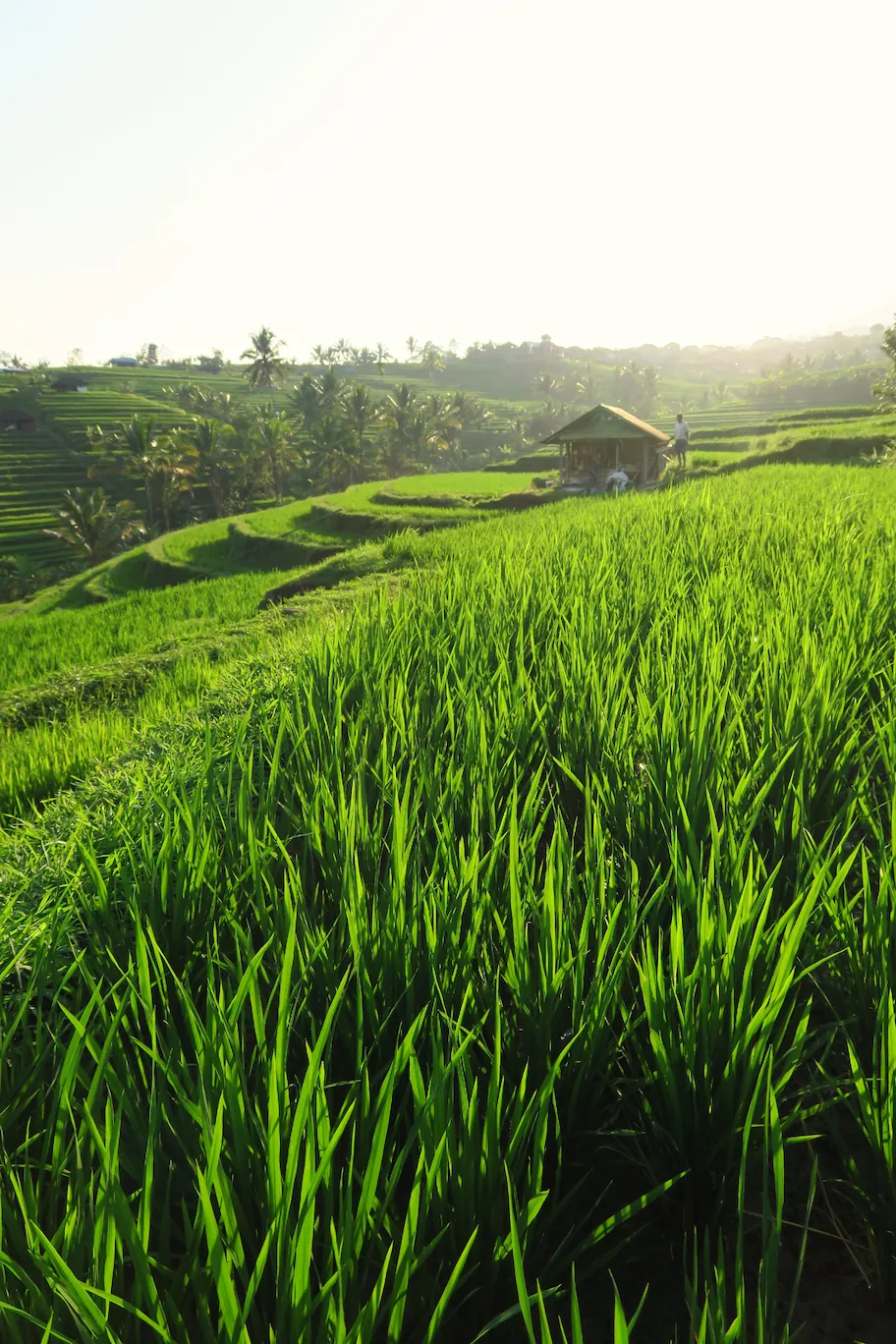 Detalle del sistema de riego tradicional Subak en los arrozales de Jatiluwih, con una cabaña y agricultores alatardecer.
Traditional Subak irrigation system in Jatiluwih rice terraces, featuring a wooden hut and farmers at sunset.