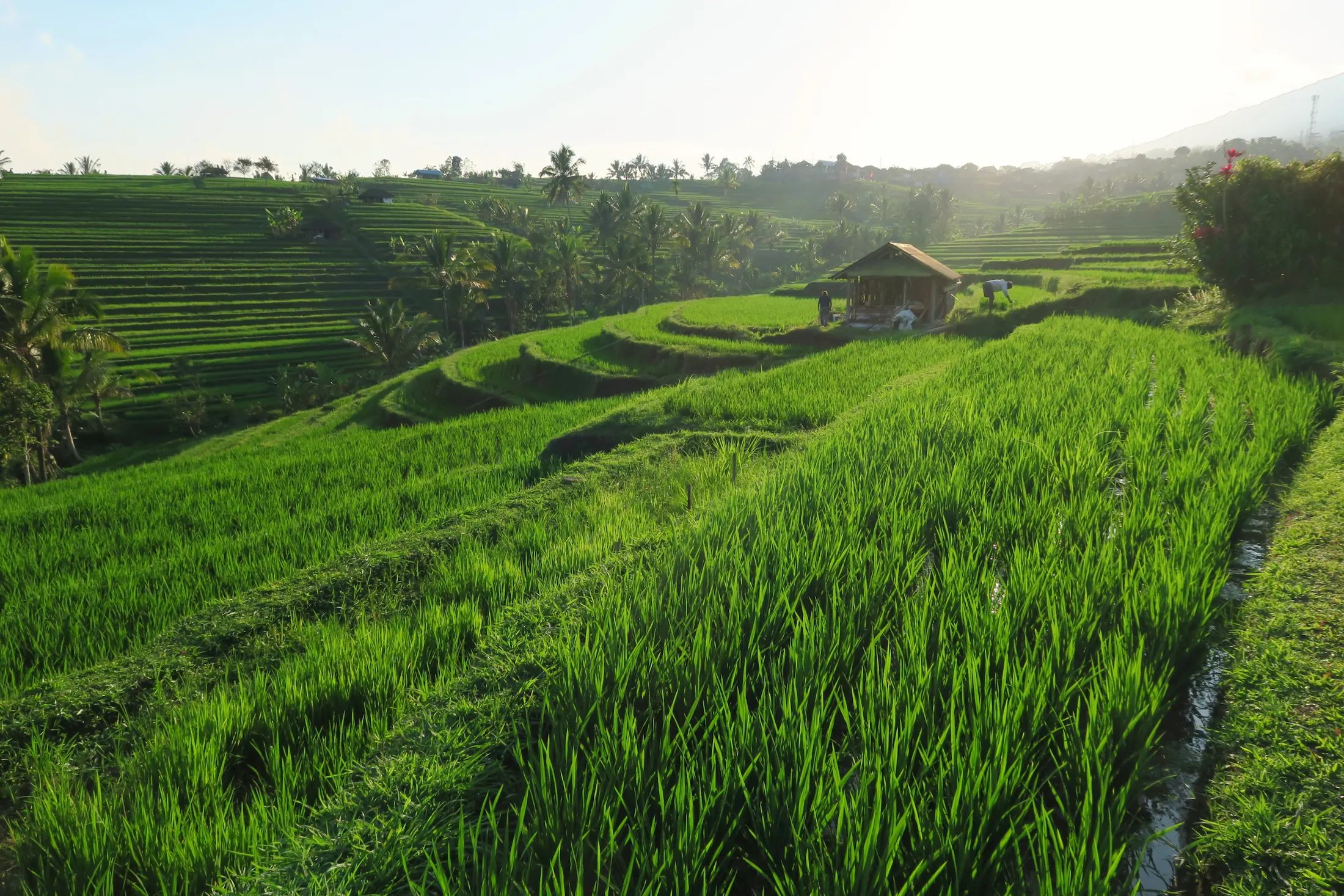 Detalle del sistema de riego tradicional Subak en los arrozales de Jatiluwih, con una cabaña y agricultores alatardecer.
Traditional Subak irrigation system in Jatiluwih rice terraces, featuring a wooden hut and farmers at sunset.