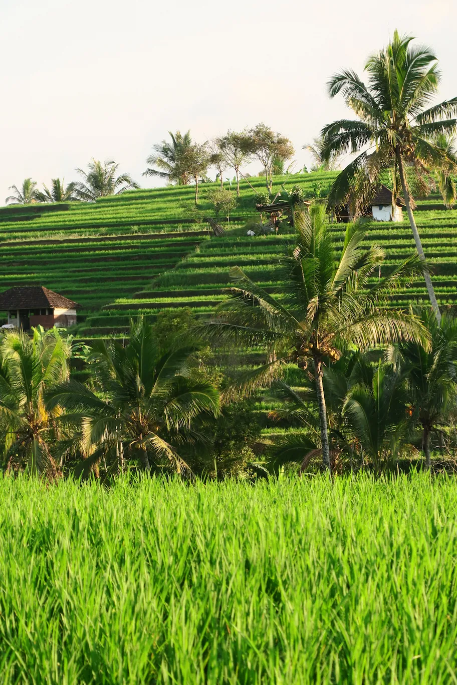 Tterrazas de arroz de Jatiluwih con palmeras tropicales y una casa tradicional al atardecer, Bali, Indonesia.
Jatiluwih rice terraces with tropical palm trees and a traditional house at sunset.