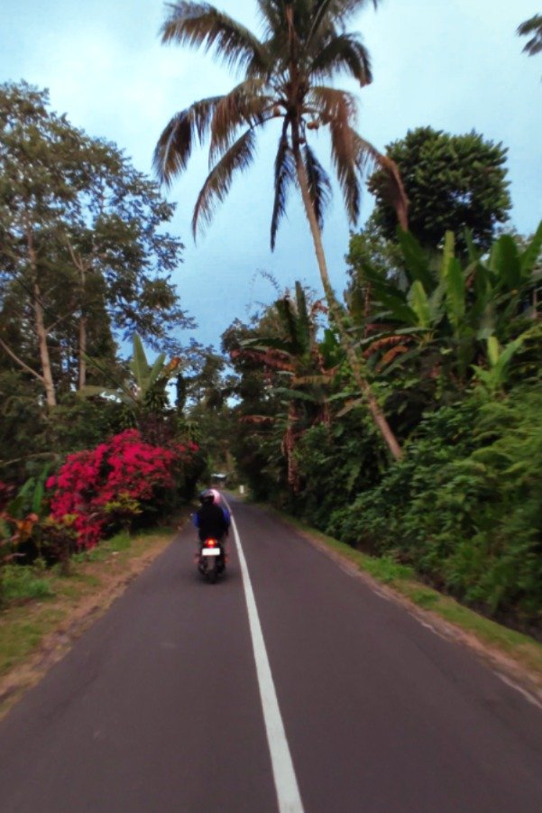 Turista en moto conduciendo por una carretera rodeada de palmeras hacia las terrazas de arroz de Jatiluwih, Bali. / Tourist riding a motorbike on a road surrounded by palm trees heading to Jatiluwih Rice Terraces, Bali.
