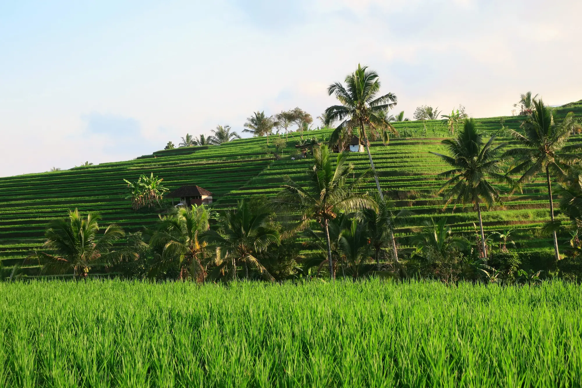 Terrazas de arroz de Jatiluwih, Bali, Indonesia. / Jatiluwih rice terraces, Tabanan Regency, Bali, Indonesia, UNESCO World Heritage.