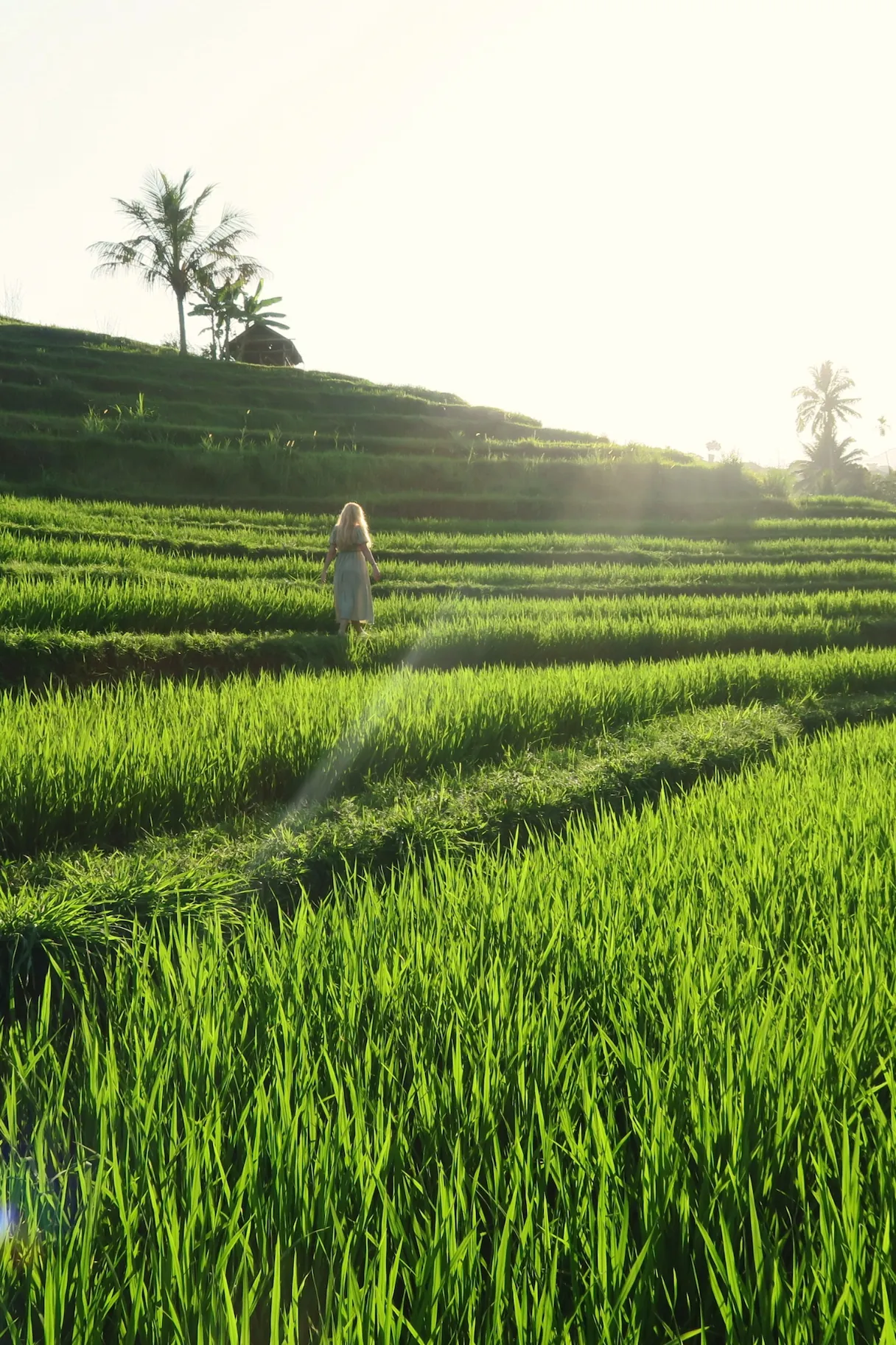 Terrazas de arroz de Jatiluwih, Bali, Indonesia.
Jatiluwih rice terraces, Tabanan Regency, Bali, Indonesia, UNESCO World Heritage.
