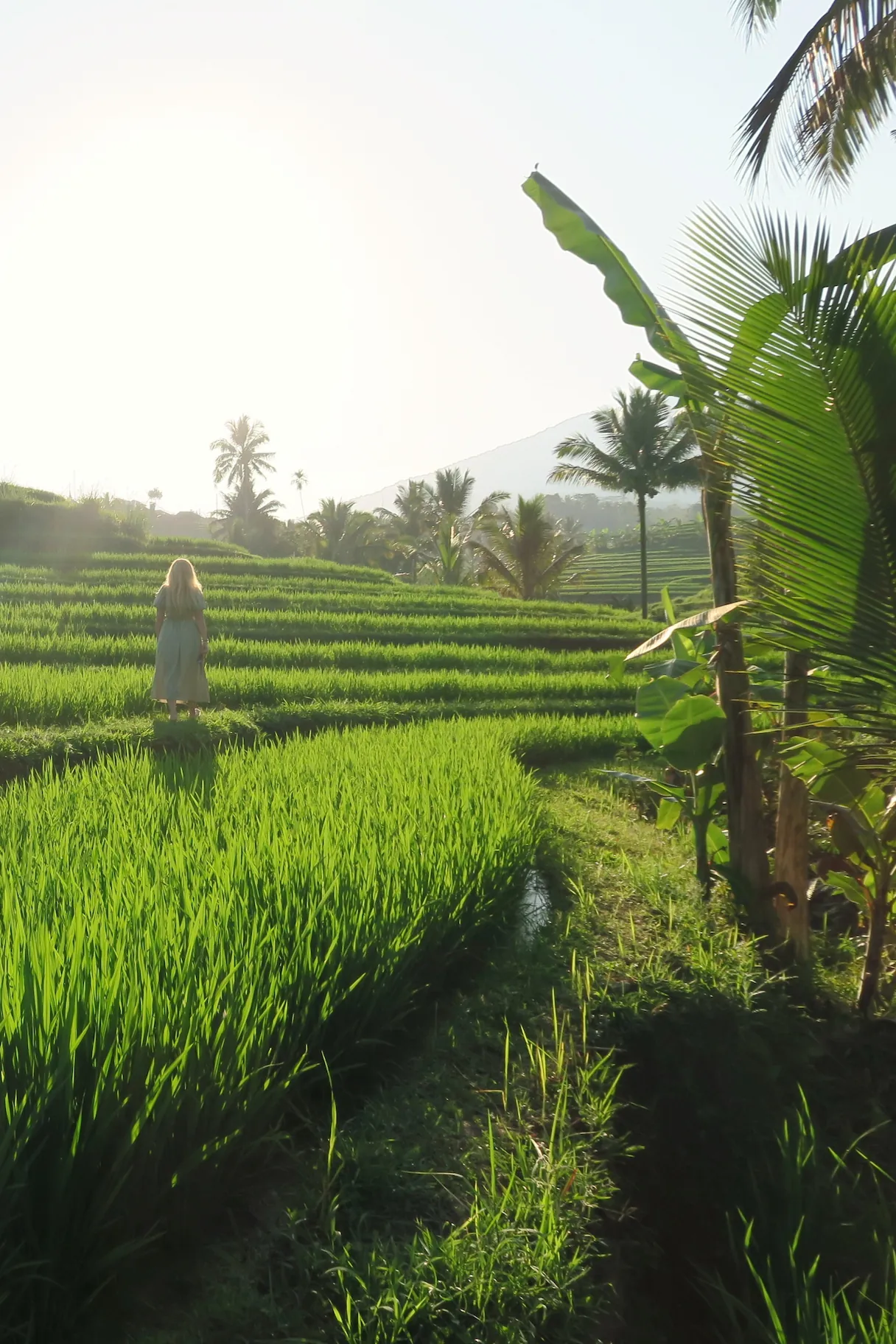 Terrazas de arroz de Jatiluwih, Bali, Indonesia.
Jatiluwih rice terraces, Tabanan Regency, Bali, Indonesia, UNESCO World Heritage.