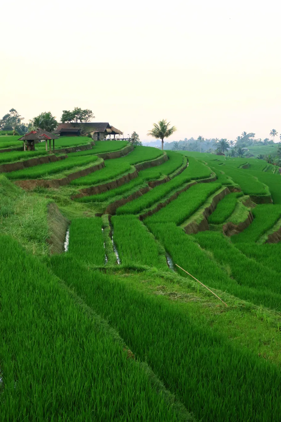 Terrazas de arroz de Jatiluwih, Bali, Indonesia.
Jatiluwih rice terraces, Tabanan Regency, Bali, Indonesia, UNESCO World Heritage.