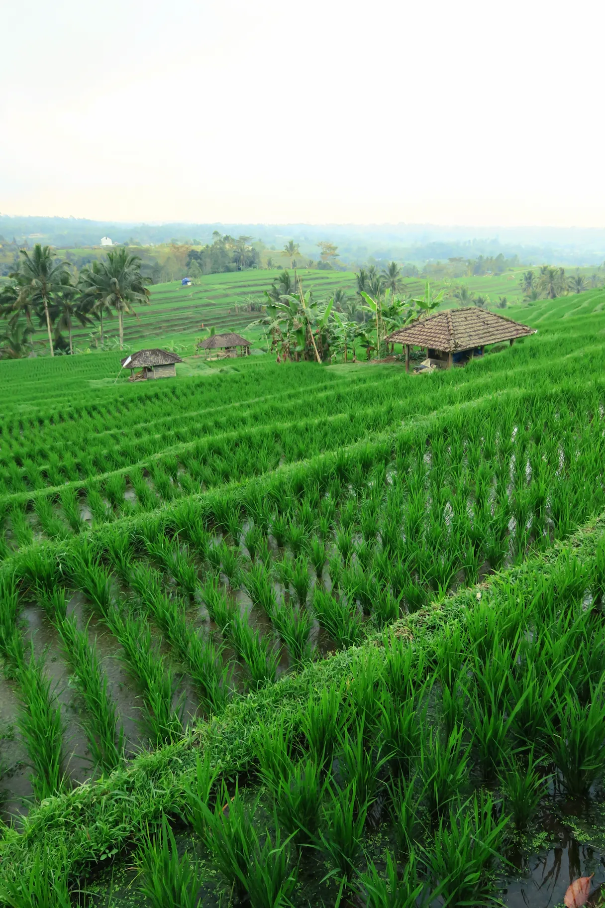 Terrazas de arroz de Jatiluwih, Bali, Indonesia.
Jatiluwih rice terraces, Tabanan Regency, Bali, Indonesia, UNESCO World Heritage.