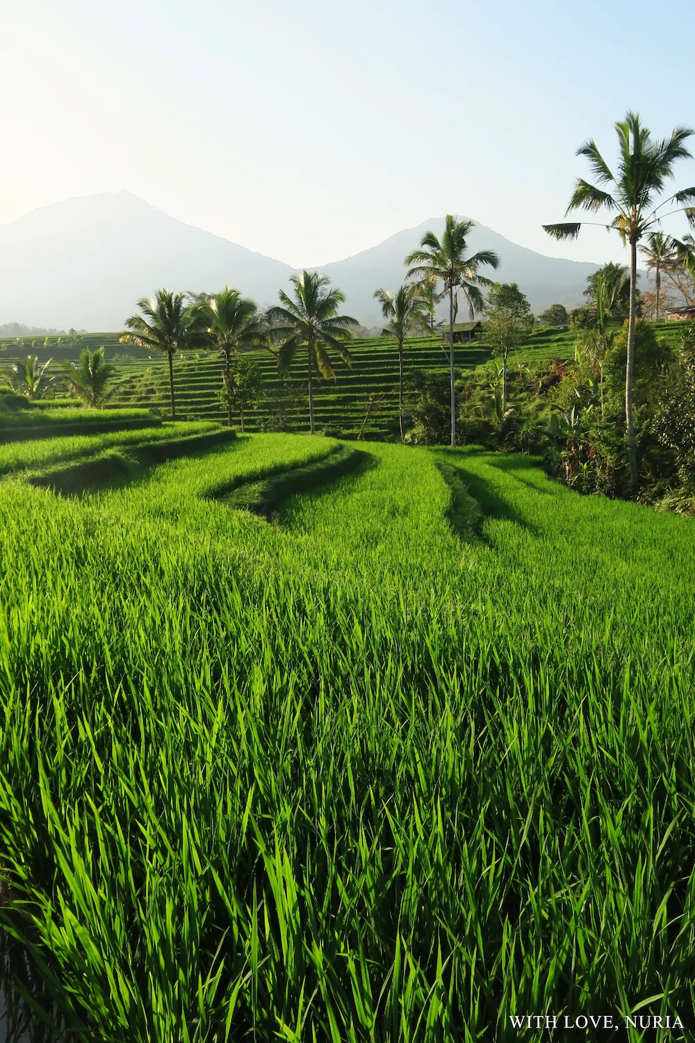 Arrozales de Jatiluwih UNESCO / Jatiluwih Rice Terraces UNESCO