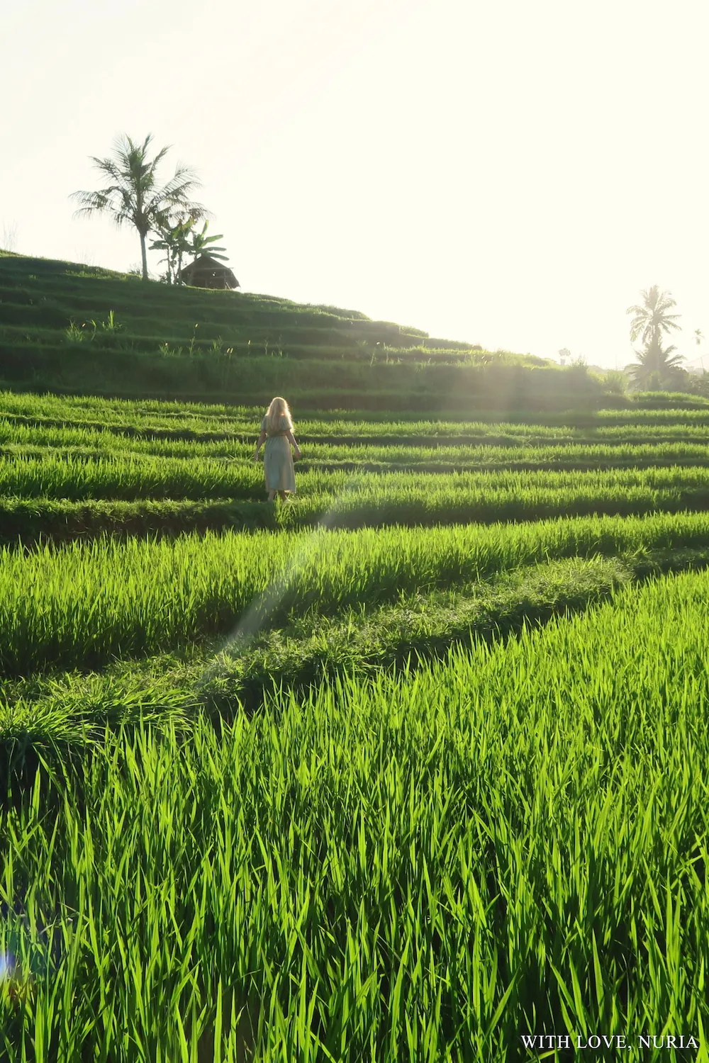 Arrozales de Jatiluwih UNESCO / Jatiluwih Rice Terraces UNESCO