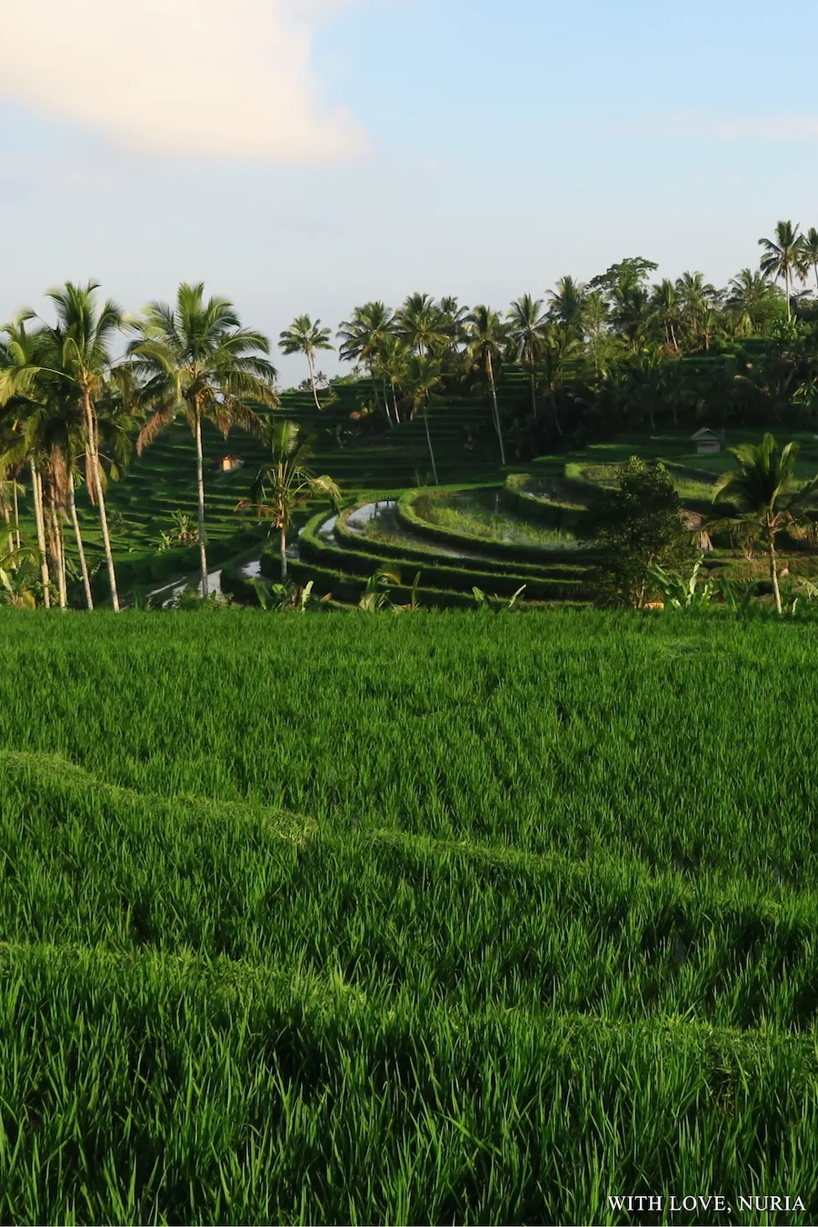 Arrozales de Jatiluwih UNESCO / Jatiluwih Rice Terraces UNESCO