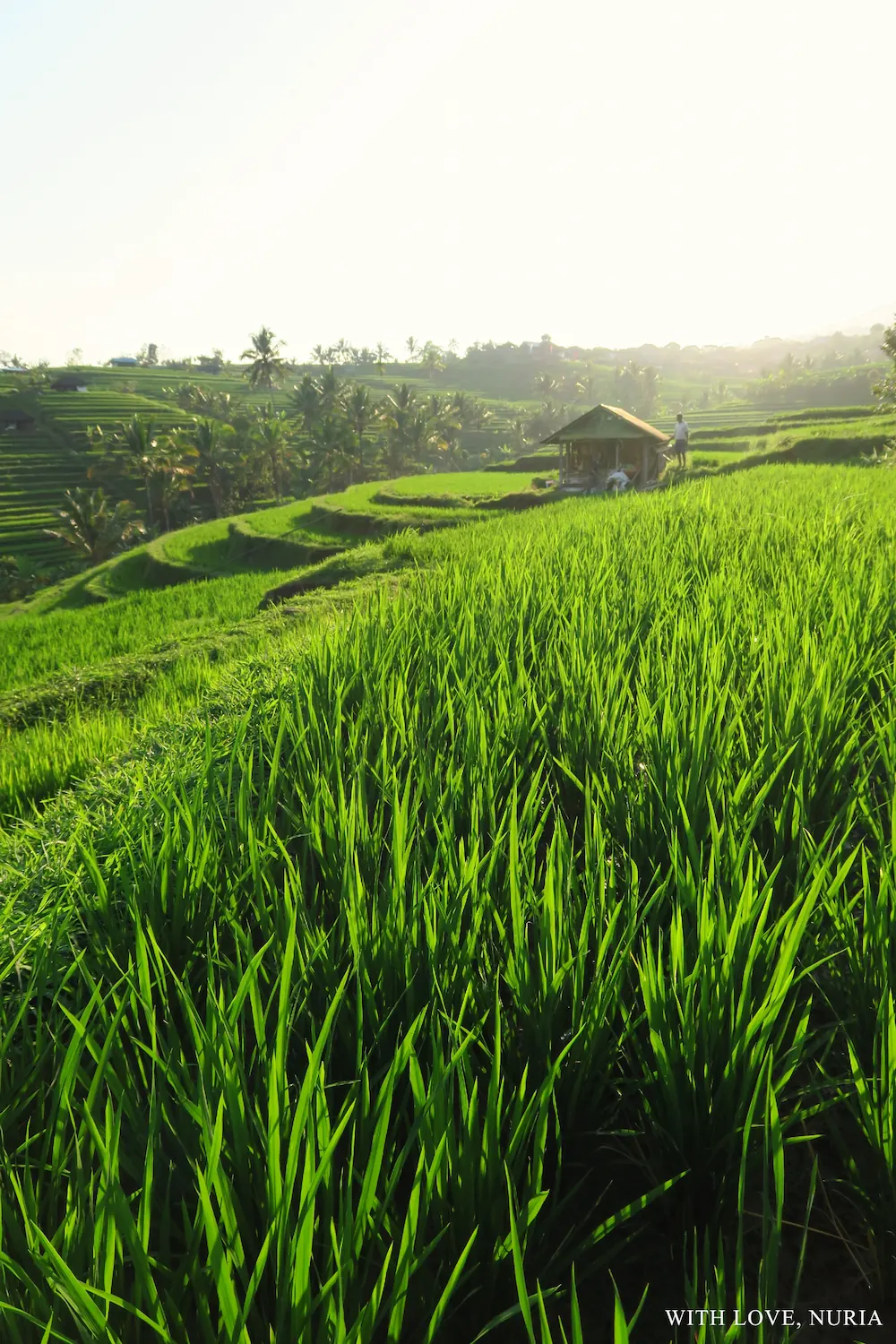 Arrozales de Jatiluwih UNESCO / Jatiluwih Rice Terraces UNESCO