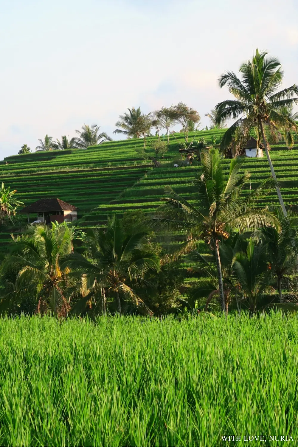 Arrozales de Jatiluwih UNESCO / Jatiluwih Rice Terraces UNESCO