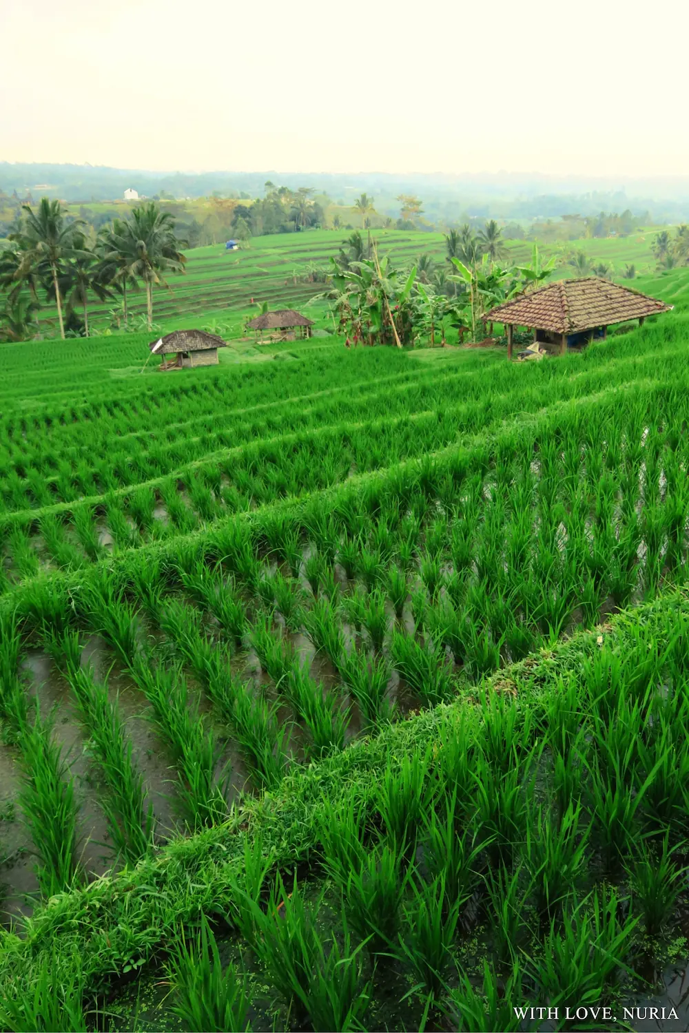 Arrozales de Jatiluwih UNESCO / Jatiluwih Rice Terraces UNESCO