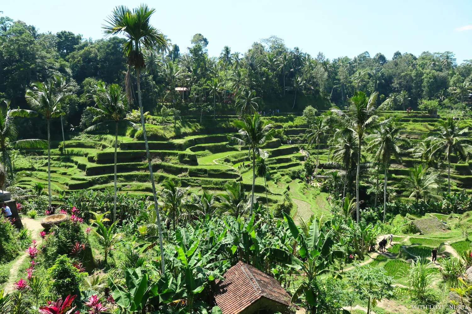 Terrazas de arroz de Tegallalang / Tegallalang Rice Terraces