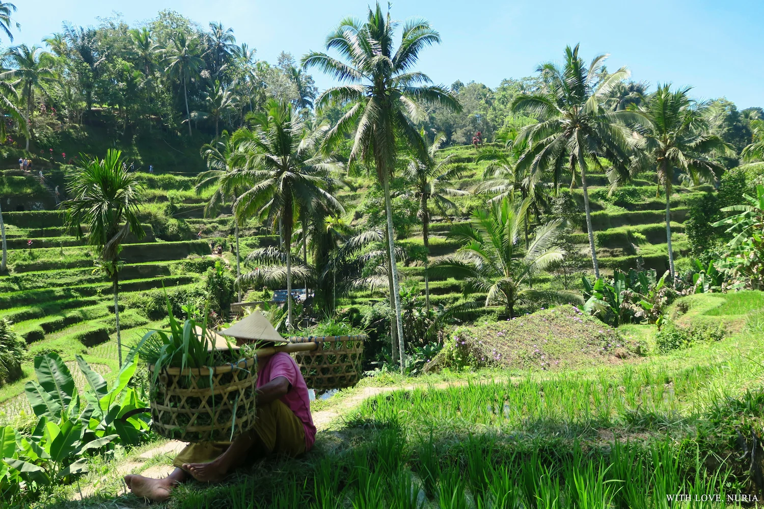 Terrazas de arroz de Tegallalang / Tegallalang Rice Terraces