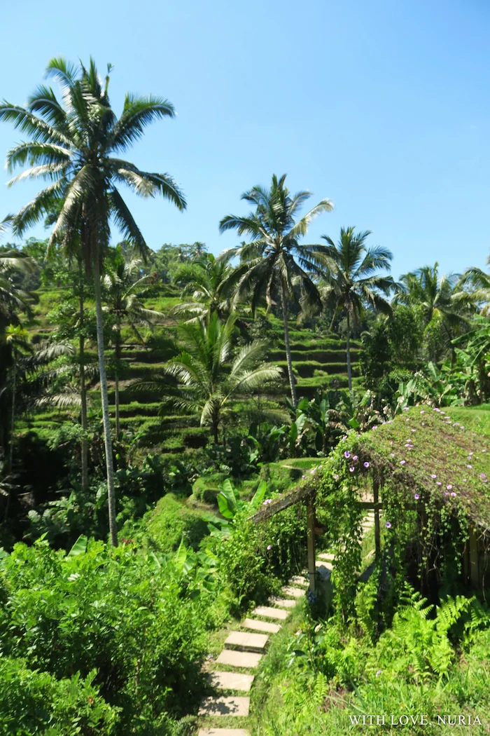 Terrazas de arroz de Tegallalang / Tegallalang Rice Terraces