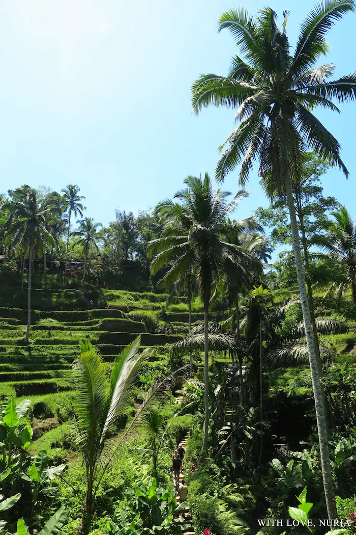 Terrazas de arroz de Tegallalang / Tegallalang Rice Terraces