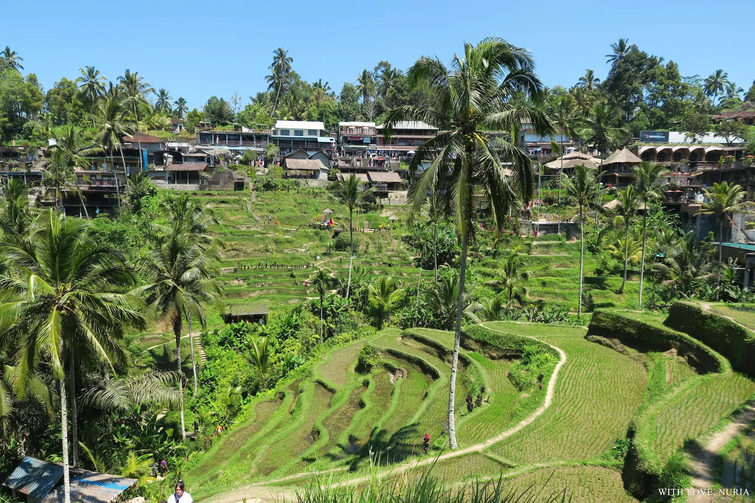 Terrazas de arroz de Tegallalang / Tegallalang Rice Terraces
