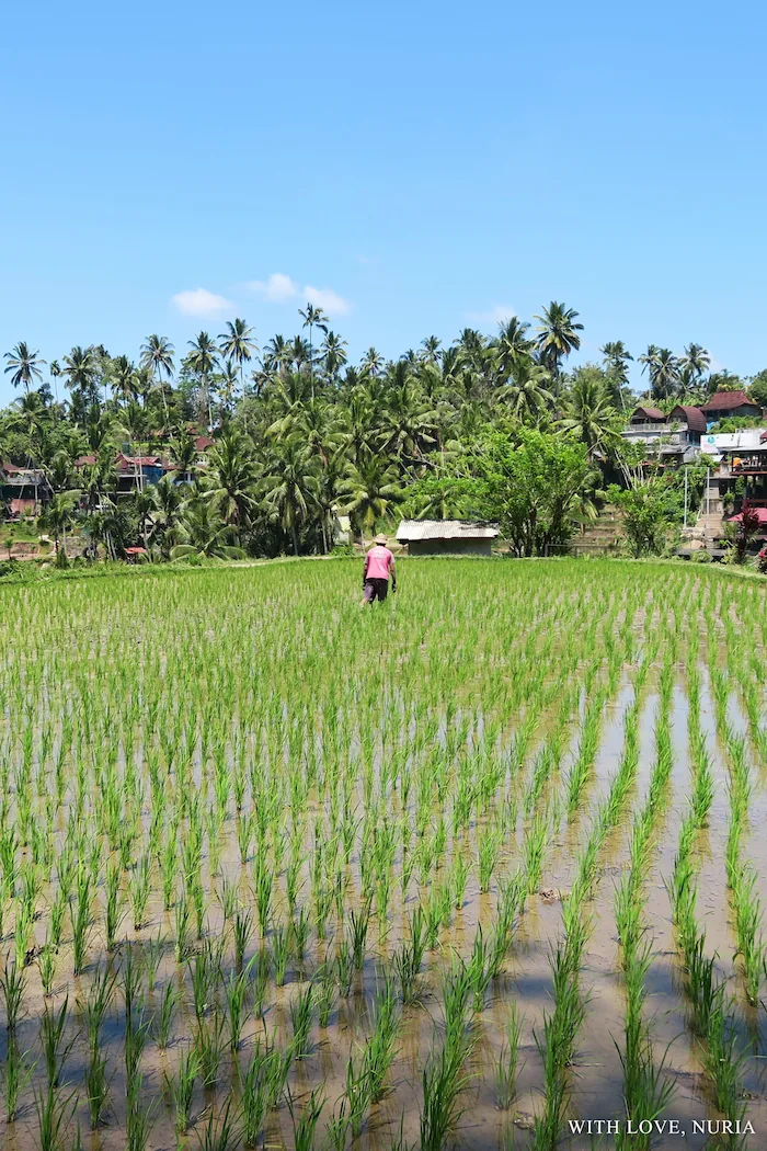 Terrazas de arroz de Tegallalang / Tegallalang Rice Terraces