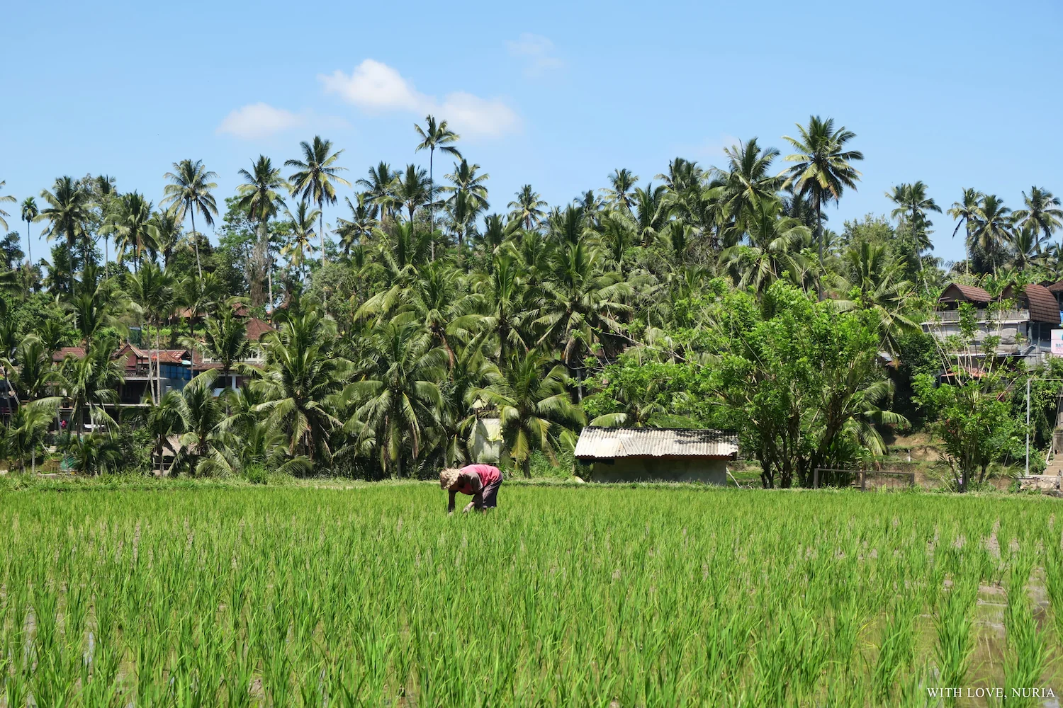 Terrazas de arroz de Tegallalang / Tegallalang Rice Terraces