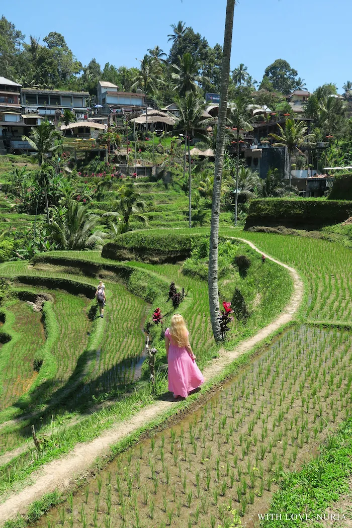 Terrazas de arroz de Tegallalang / Tegallalang Rice Terraces