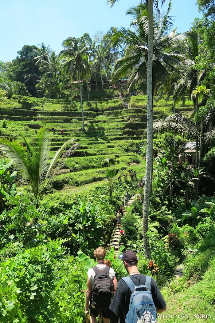Terrazas de arroz de Tegallalang / Tegallalang Rice Terraces
